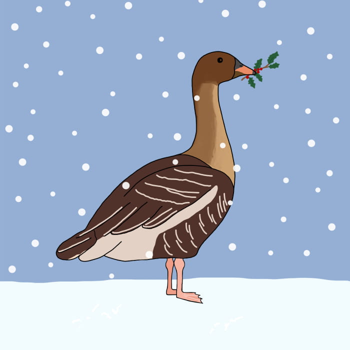 Holkham goose illustration