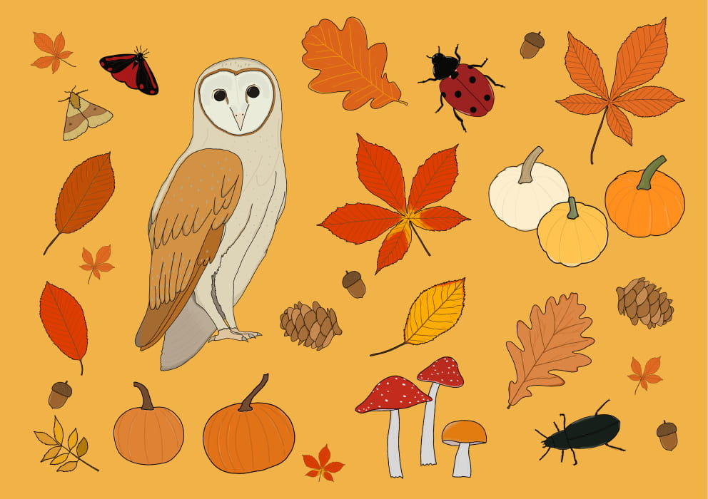Holkham Hall autumn theme illustration