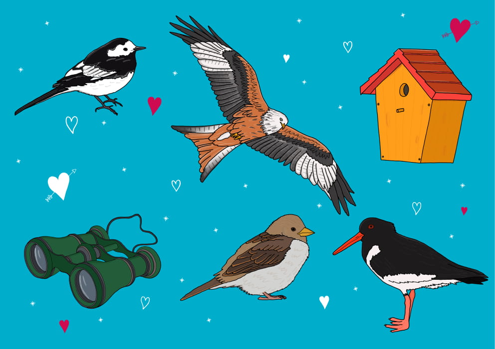 Holkham Hall Half-term birds design
